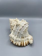 Vintage Large Conch Seashell 9” Sea Shell Nautical Decor Beach Plus Extras picture