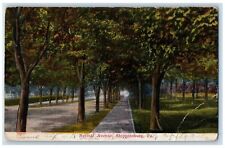 1910 Normal Avenue Trees Shippensburg Pennsylvania PA Posted Vintage Postcard picture