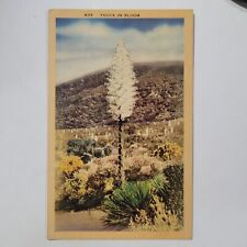 Yucca In Bloom Spanish Dagger Vintage Linen Postcard Gods Candle Desert Foothill picture