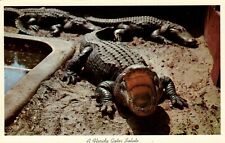 Vintage Alligator Postcard  THREE ALLIGATORS   UNPOSTED picture