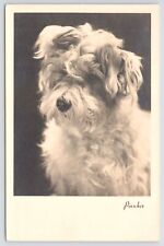 Animal~Portrait of Pinscher B&W Card~Vintage Postcard picture
