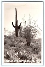 c1930 Cacti Cactus Desert Near Hot Spring New Mexico NM RPPC Photo Postcard picture
