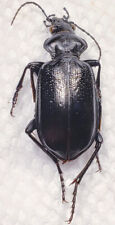 Ground Beetle: Calosoma marginale (Carabidae) USA Coleoptera Insect picture