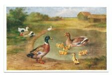 Ducks Bird Postcard Rural Vintage picture