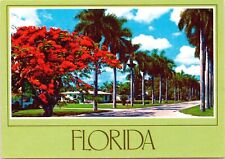 The Beautiful Royal Poinciana Tree & Royal Palms Florida Postcard  picture