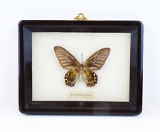 Vintage Butterfly Taxidermy TROIDES AEACUS KAGUYA Framed Wall Decor Art picture