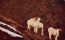 Richmond CA California Mountain Bighorn Sheep Family Goat Animal Vtg Postcard N3 picture