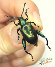 Sagra Femoralis Green Beetle Insect SET x1 FEMALE A1- Entomology Specimen *NICE* picture