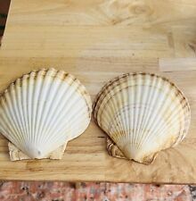 2 Vintage Large Japanese Scallop Shells 5-6 Inches picture
