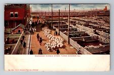 Chicago IL-Illinois, Stock Yards, c1909 Antique Vintage Souvenir Postcard picture