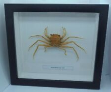 Frame Spider Crab Homola ikedai Taxidermy picture