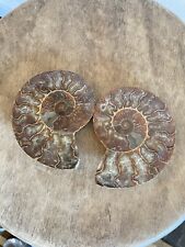 Large Premium Matched Polished Ammonite Pair Lapidary Specimen picture