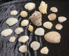 Lot Of 21 Small Sea Shells Oyster Cockle Conch Cone Clam Decoration Nautical  picture
