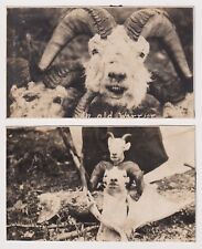 c 1912 RPPC 2 Postcards Hunting Trophy Mountain Dall Sheep nr Valdez Alaska picture