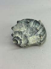 RARE Knobbed WHELK Seashell Shell Large 6” White Gray Blue Ocean Decor Home picture