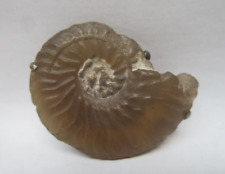 Mesozoic Era partially translucide AMMONITE mounted on a Sterling Silver brooch picture