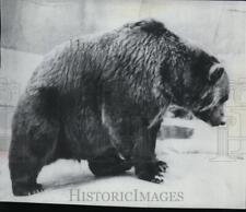 1968 Press Photo Animal Bear - spa23114 picture