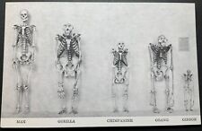 Chicago Illinois IL Postcard Natural History Museum Osteology of Primates picture