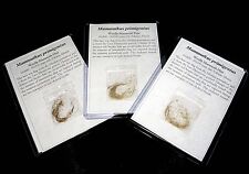 Pleistocene ice age woolly Mammoth hair Permafrost fossil not ivory picture