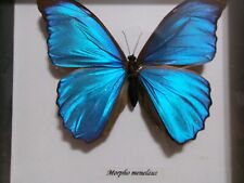 Morpho menelaus Iridescent BLUE MORPHO BUTTERFLY Framed BitsandBugs picture