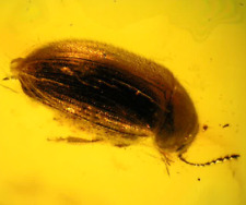 Bug in Amber - Coleoptera (Beetle) picture