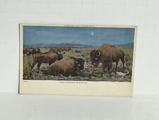 Postcard American Bison or Buffalo Detroit Publishing CO A63 picture