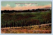 San Jacinto California CA Postcard Field Of Broom Corn Scenic View c1910's picture