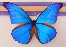 MORPHO CACICA MALE FROM PERU  MOUNTED RIKER FRAMED #29 picture
