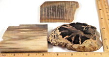 3 Pretty Polished Petrified Woods 1 is Eden Valley Total 11 Oz 1st pic wet #3503 picture