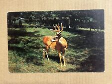 Postcard Pentwater MI Whitetail Deer Buck   Velvet Greetings Vintage Animal PC picture