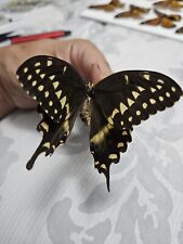 Palamedes Swallowtail Butterfly M unmounted  picture