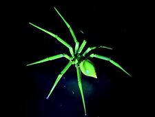 Uranium Vaseline Red Transparent Spider Made In 🇺🇸 🇺🇸 🇺🇸 🇺🇸 🇺🇸 picture