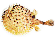 Real Large Dried Porcupine Fish (7-10