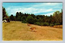 Aroostook County ME- Maine, Hunting Deer, Antique, Vintage Souvenir Postcard picture