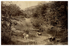 United Kingdom, Jersey, Cows in the Clearing Vintage Albumen Print Albu Print picture