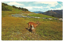 Olympic National Park Washington WA Postcard Hurricane Ridge picture
