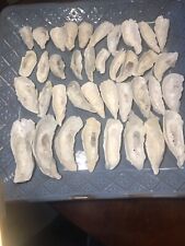 Oyster Shells Crafts 38 shells cleaned sun bleached various sizes see pics picture