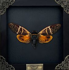 Black Framed Cicada Gothic Decor Taxidermy Insect Beetle Collection Display picture