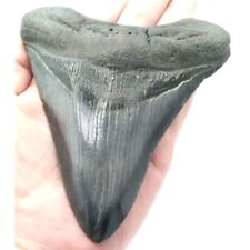 Prehistoric Otodus Megalodon Fossilized Shark Tooth Massive Top Quality Specimen picture
