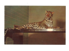 Vintage Cat Postcard  AFRICAN LEOPARD 