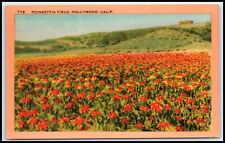 Postcard Poinsettia Field, Hollywood, Calif.  CA Q62 picture