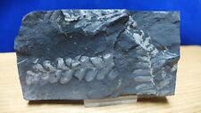 GEOLOGICAL ENTERPRISES Pennsylvanian Fossil Plant, Neuropteris loschii Penn. picture