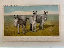 Antique Postcard 3 Donkeys Who Comes Here? 1906 picture