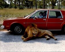 LG18 Orig Color Photo AFRICAN LION BASKS IN SHADE OF CAR LION COUNTRY SAFARI FL picture