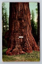 Santa Cruz CA-California, Jumbo Big Tree, c1908 Antique Vintage Postcard picture