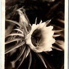 c1920s Blooming Cactus Flower RPPC Hawaii Bogoa Poisonous? Real Photo A134 picture