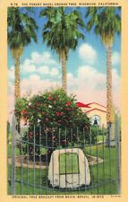 Riverside CA California, The Parent Navel Orange Tree, Palms, Vintage Postcard picture