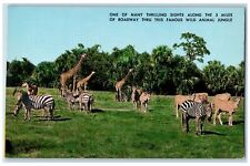 c1960s Florida's Fabulous Uncaged Zoo Boca Raton Florida FL Unposted Postcard picture