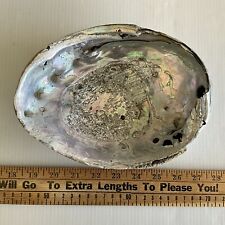 Vintage Abalone Shell 8-3/8