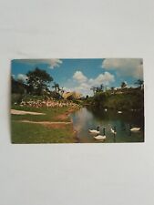 Postcard Chrome Black Necked Swans At Busch Gardens Tampa Florida Anheuser T15  picture